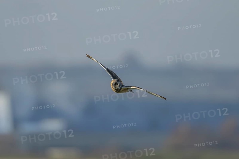 Short eared owl (Asio flammeus) adult bird in flight, England, United Kingdom