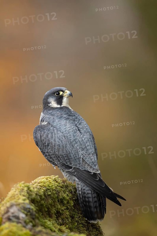 Peregrine falcon (Falco peregrinus) adult bird of prey on a tree stump, Scotland, United Kingdom