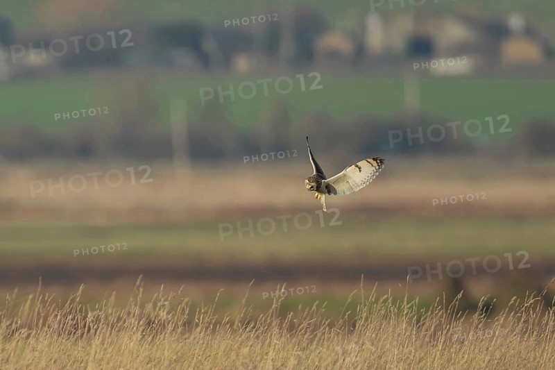 Short eared owl (Asio flammeus) adult bird hunting in flight hovering over grassland, England, United Kingdom