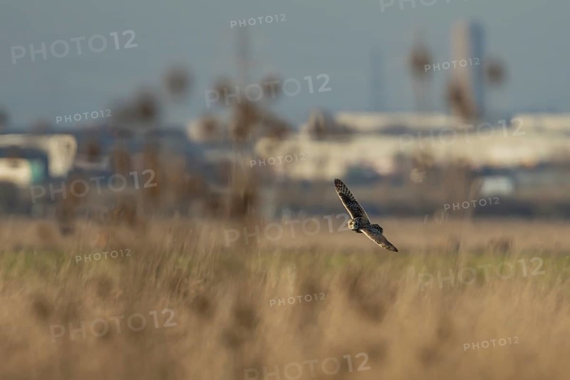 Short eared owl (Asio flammeus) adult bird hunting in flight over grassland with an industrial landscape in the background, England, United Kingdom