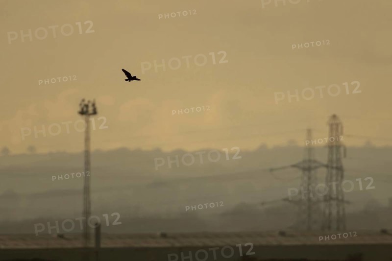 Short eared owl (Asio flammeus) adult bird in flight carrying a vole with an industrial landscape in the background at sunset, England, United Kingdom