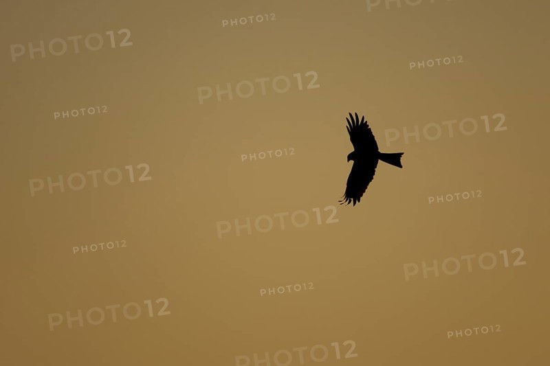 Red kite (Milvus milvus) adult raptor bird of prey in flight silhouette at sunset, Suffolk, England, United Kingdom