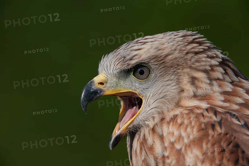 Red kite (Milvus milvus) adult raptor bird of prey calling head portrait, England, United Kingdom