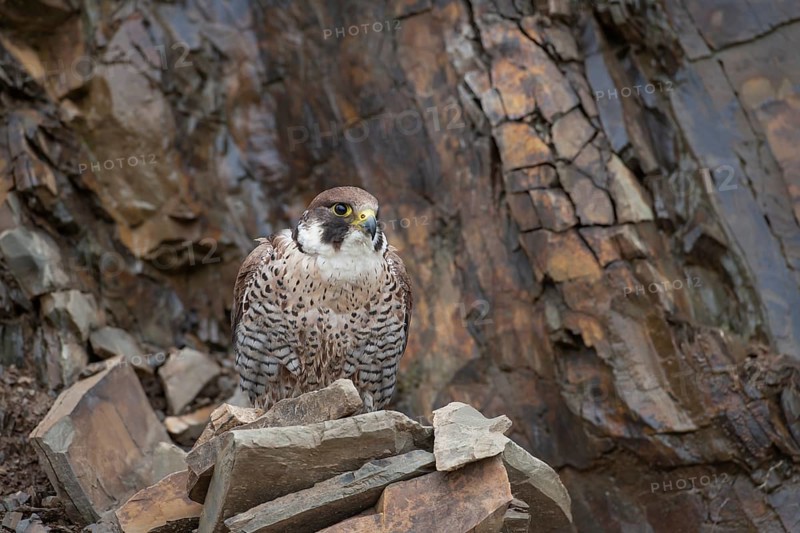 Peregrine falcon (Falco peregrinus) adult bird of prey on a cliff, England, United Kingdom