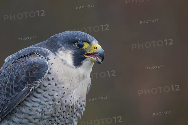 Peregrine falcon (Falco peregrinus) adult bird of prey calling head portrait, England, United Kingdom