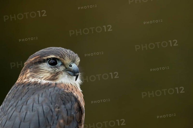 Merlin (Falco columbarius) adult male falcon bird of prey head portrait, Scotland, United Kingdom