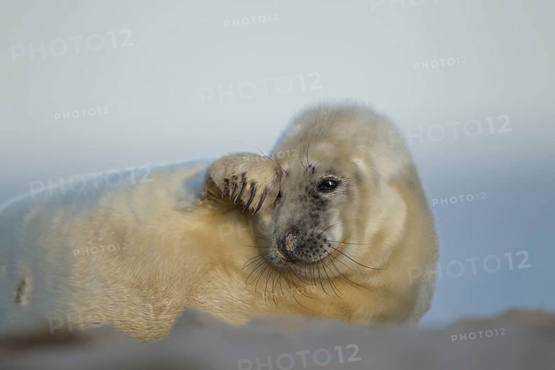 Grey seal (Halichoerus grypus) juvenile baby pup marine mammal relaxing on a beach, England, United Kingdom
