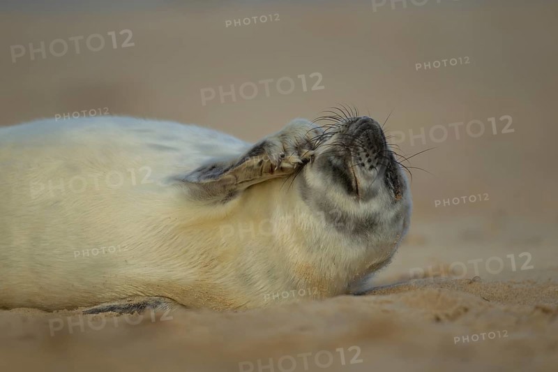 Grey seal (Halichoerus grypus) juvenile baby pup marine mammal on a beach, England, United Kingdom