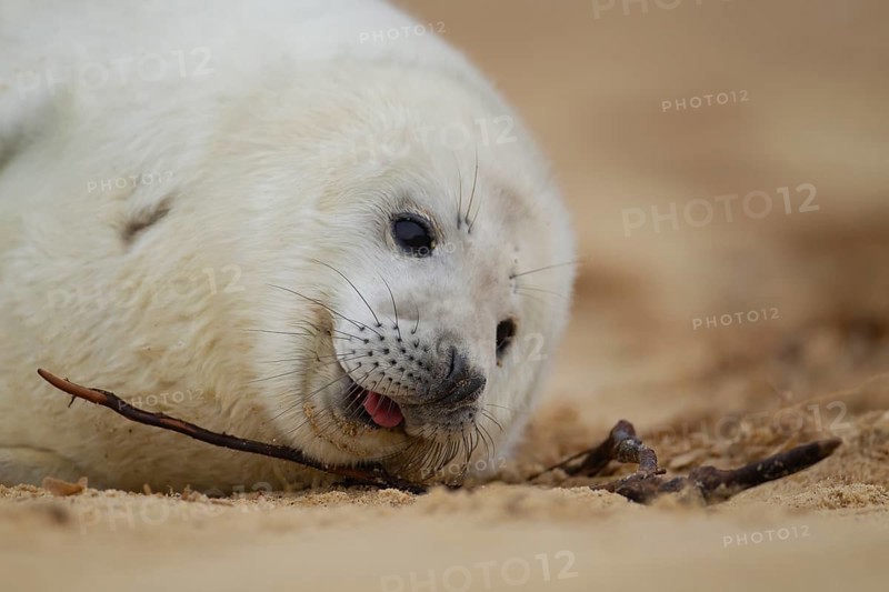 Grey seal (Halichoerus grypus) juvenile baby pup marine mammal on a beach, Norfolk, England, United Kingdom