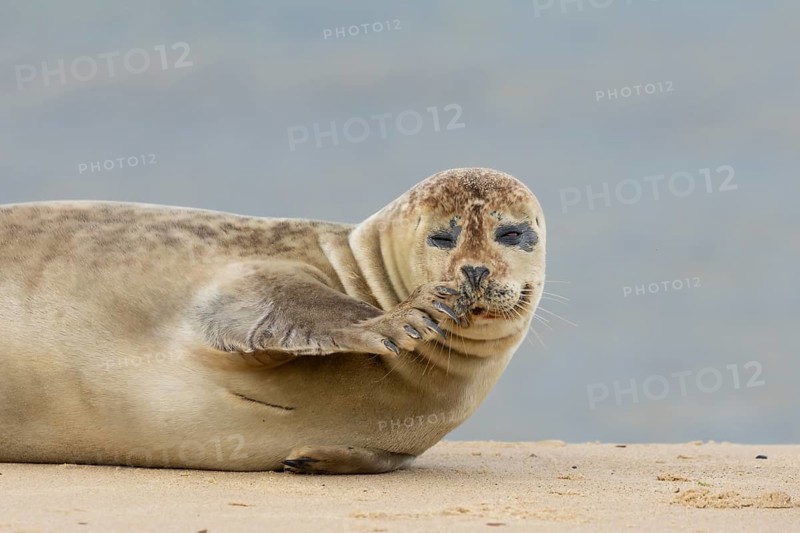 Common or Harbour or Harbor seal (Phoca vitulina) adult marine mammal relaxing on a beach, Norfolk, England, United Kingdom