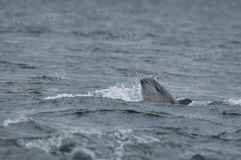 Common bottlenose dolphin (Tursiops truncatus) adult marine mammal surfacing out of the sea, Cromarty Firth, Scotland, United Kingdom