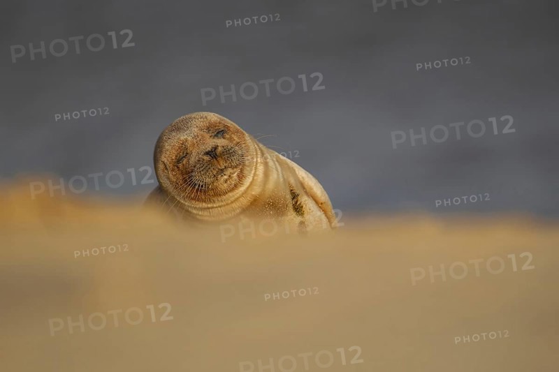 Common or Harbour or Harbor seal (Phoca vitulina) adult marine mammal sleeping on a beach, Norfolk, England, United Kingdom