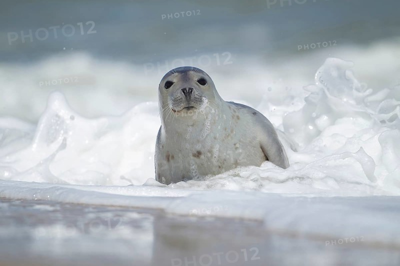 Common or Harbour or Harbor seal (Phoca vitulina) adult marine mammal in the surf of the sea on a beach in summer, Norfolk, England, United Kingdom