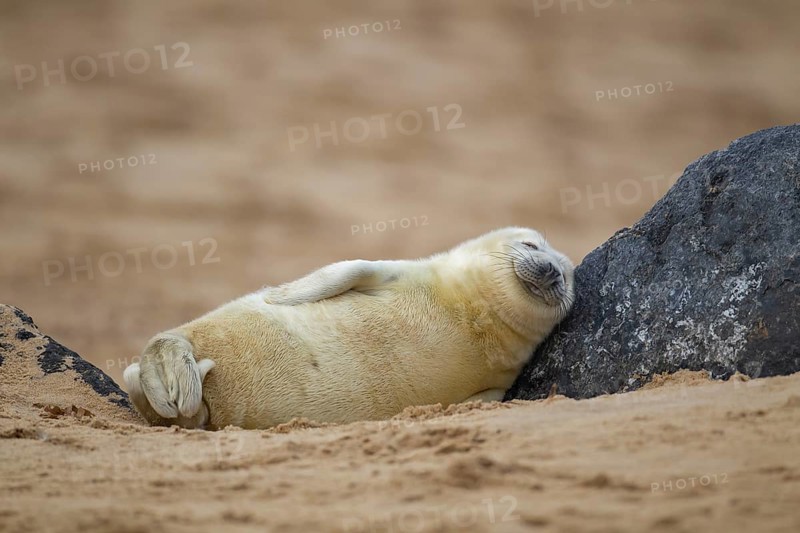 Grey seal (Halichoerus grypus) juvenile baby pup marine mammal sleeping on a rock on a beach, Norfolk, England, United Kingdom