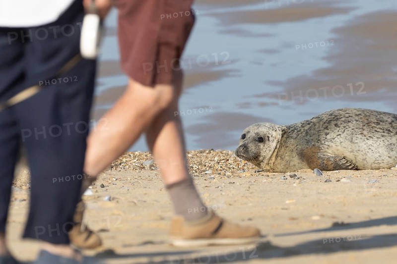 Common or Harbour or Harbor seal (Phoca vitulina) adult marine mammal relaxing on a beach with two people walking pass, Norfolk, England, United Kingdom