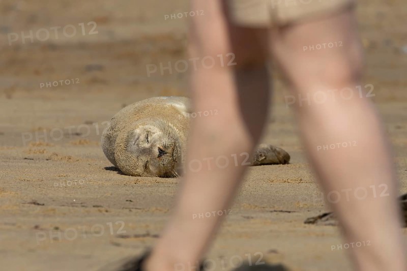 Common or Harbour or Harbor seal (Phoca vitulina) juvenile baby pup marine mammal sleeping on a beach with a person walking pass, Norfolk, England, United Kingdom