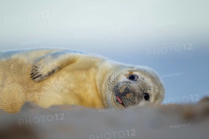 Grey seal (Halichoerus grypus) juvenile baby pup marine mammal resting on a beach, Norfolk, England, United Kingdom