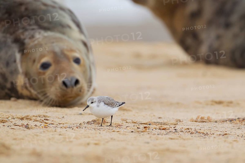 Grey seal (Halichoerus grypus) adult marine mammal resting on a beach watching a Sanderling wader bird, Norfolk, England, United Kingdom