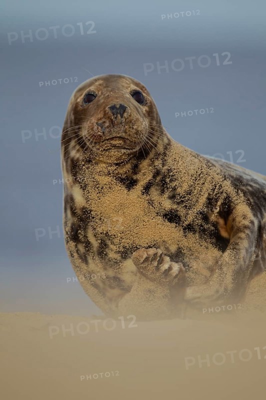 Grey seal (Halichoerus grypus) adult marine mammal resting on a beach, Norfolk, England, United Kingdom
