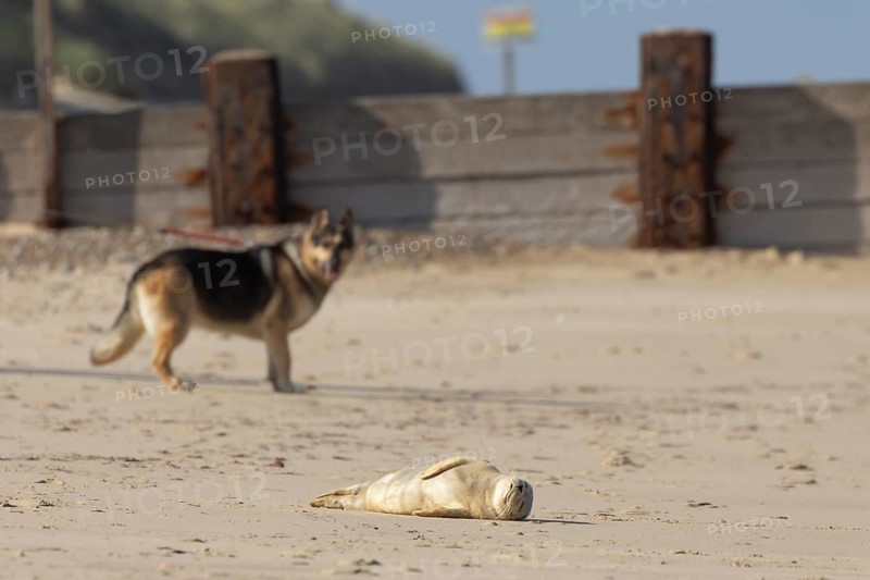 Common or Harbour or Harbor seal (Phoca vitulina) juvenile baby pup marine mammal sleeping on a beach with a dog on a lead in the background, Norfolk, England, United Kingdom