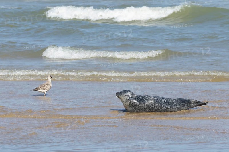 Common or Harbour or Harbor seal (Phoca vitulina) adult watching a juvenile Herring gull bird in the shallow waves of the sea on a beach, Norfolk, England, United Kingdom