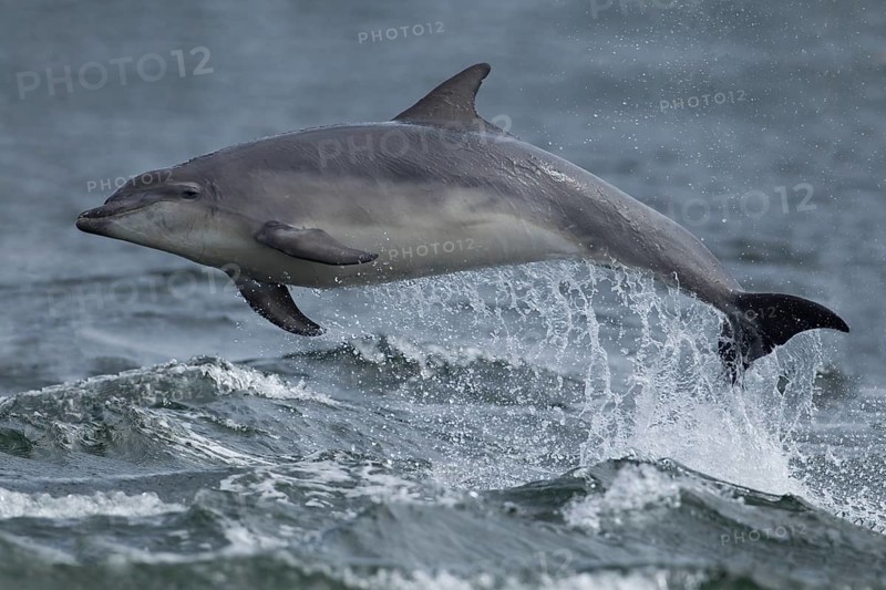Common bottlenose dolphin (Tursiops truncatus) adult marine mammal leaping out of the water of the sea, Cromarty Firth, Scotland, United Kingdom