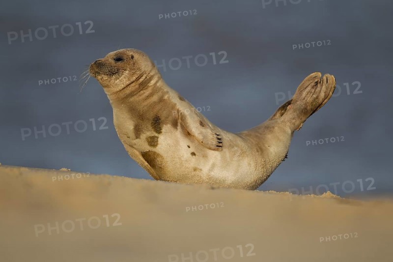 Common or Harbour or Harbor seal (Phoca vitulina) adult marine mammal moving on a beach, Norfolk, England, United Kingdom