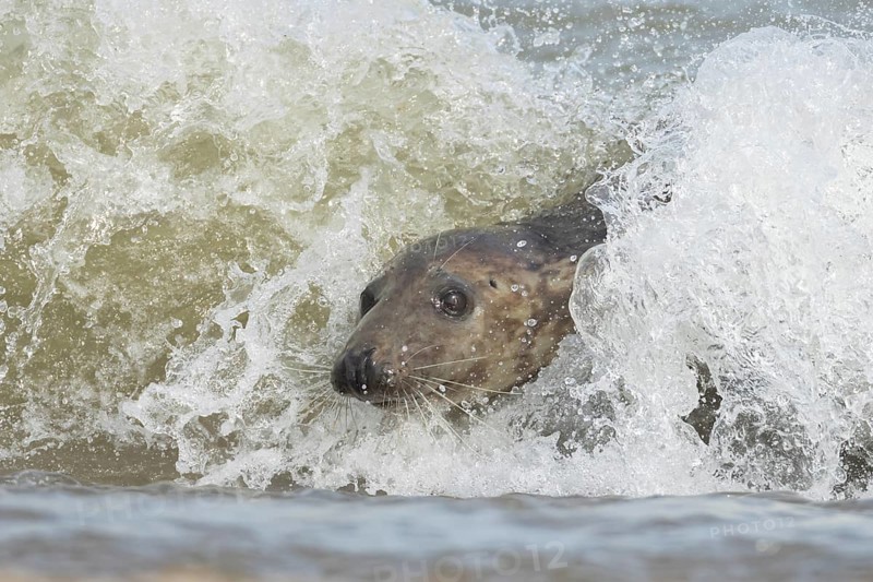 Grey seal (Halichoerus grypus) adult marine mammal surfing on a wave of the sea on to a beach, Norfolk, England, United Kingdom