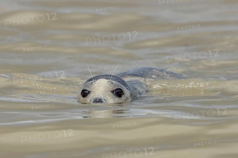 Common or Harbour or Harbor seal (Phoca vitulina) adult marine mammal swimming in the sea, Norfolk, England, United Kingdom