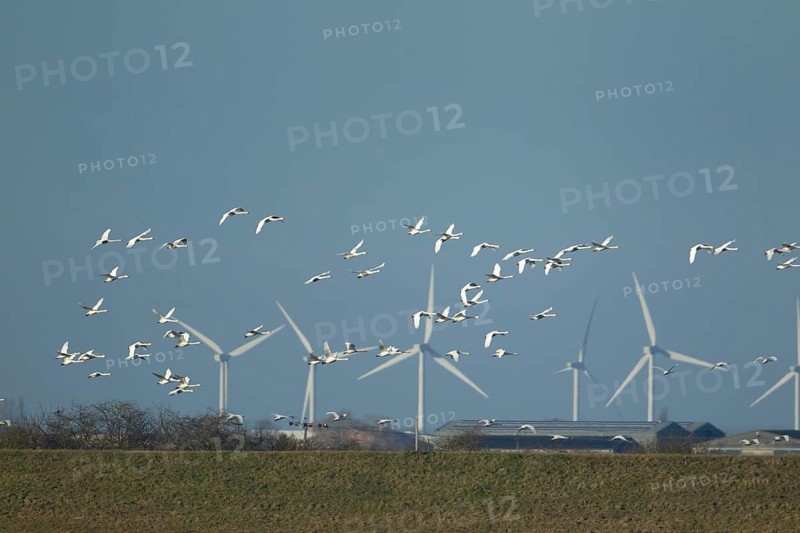 Whooper swan (Cygnus cygnus) adult swans birds in a flock in flight with windfarm turbines in the background, Cambridgeshire, England, United Kingdom