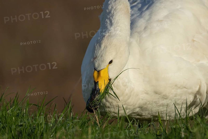 Whooper swan (Cygnus cygnus) adult bird feeding on grass in winter, RSPB Frampton marsh nature reserve, Lincolnshire, England, United Kingdom