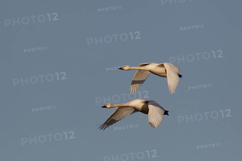 Bewick's swan (Cygnus columbarius) two adult swans birds in flight in winter, Cambridgeshire, England, United Kingdom