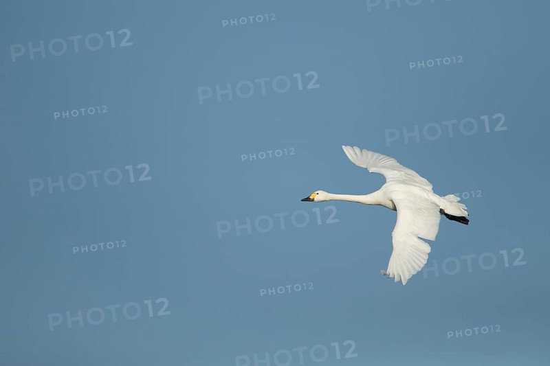 Bewick's Swan (Cygnus columbianus) adult bird flying in winter, England, United Kingdom