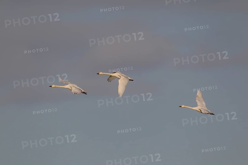 Bewick's swan (Cygnus columbarius) three adult swans birds in flight in winter, Cambridgeshire, England, United Kingdom