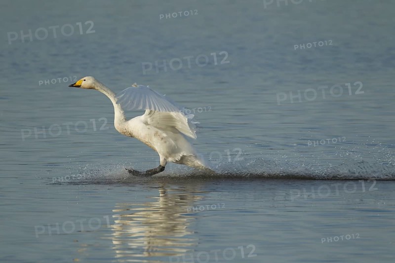 Whooper swan (Cygnus cygnus) adult bird in flight landing on water of a flooded meadow in winter, Cambridgeshire, England, United Kingdom