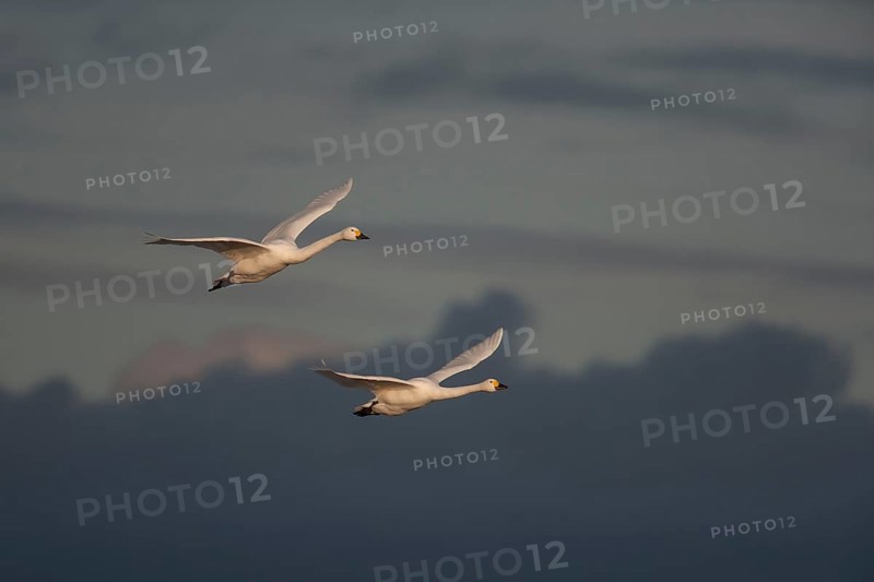 Bewick's swan (Cygnus columbarius) two adult swans birds in flight in winter, England, United Kingdom