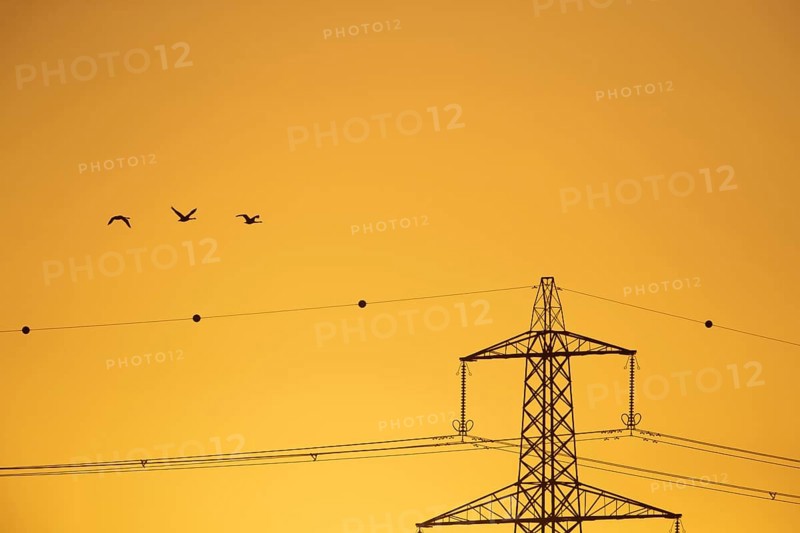Whooper swan (Cygnus cygnus) three adult swans birds in flight with an electricity pylon and wires in the background silhouette at sunrise in winter, Cambridgeshire, England, United Kingdom