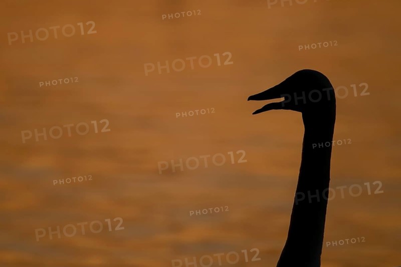 Whooper swan (Cygnus cygnus) adult bird calling silhouette at sunset in winter, England, United Kingdom