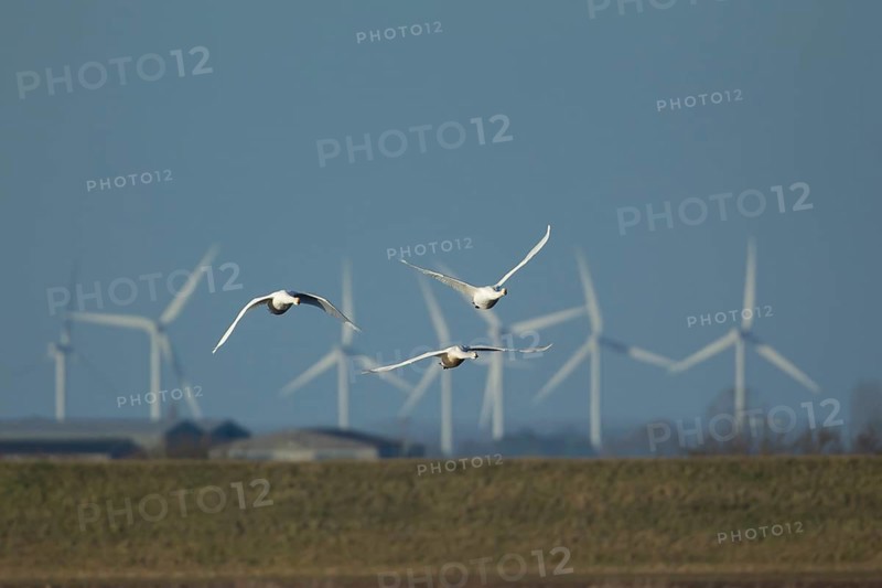 Whooper swan (Cygnus cygnus) three adult swans birds in flight with windfarm turbines in the background, Cambridgeshire, England, United Kingdom