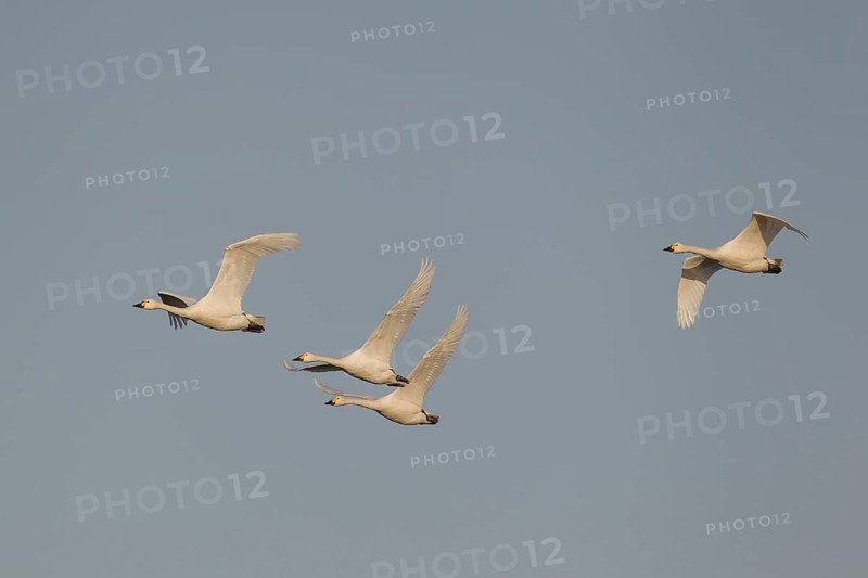 Bewick's swan (Cygnus columbarius) four adult swans birds in flight in winter, England, United Kingdom