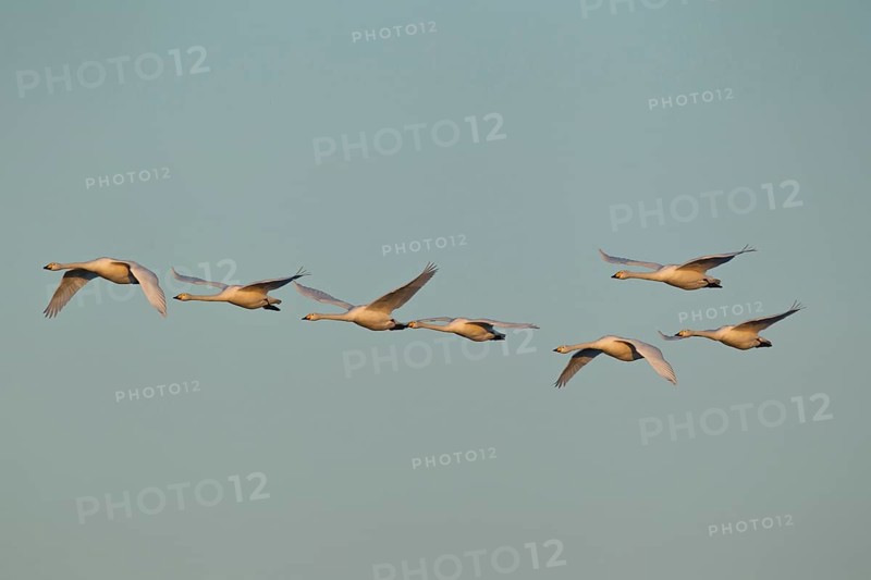 Whooper swan (Cygnus cygnus) seven adult swans birds in a flock in flight in winter, Cambridgeshire, England, United Kingdom