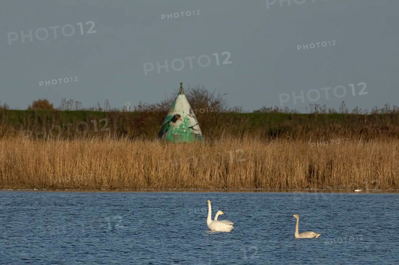 Whooper swan (Cygnus cygnus) three adult swans birds on a lake in winter, RSPB Frampton marsh nature reserve, Lincolnshire, England, United Kingdom