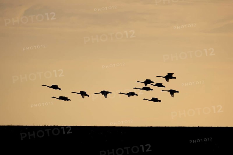 Whooper swan (Cygnus cygnus) eleven adult swans birds in flight in a flock silhouette at sunset in winter, RSPB Frampton marsh nature reserve, Lincolnshire, England, United Kingdom