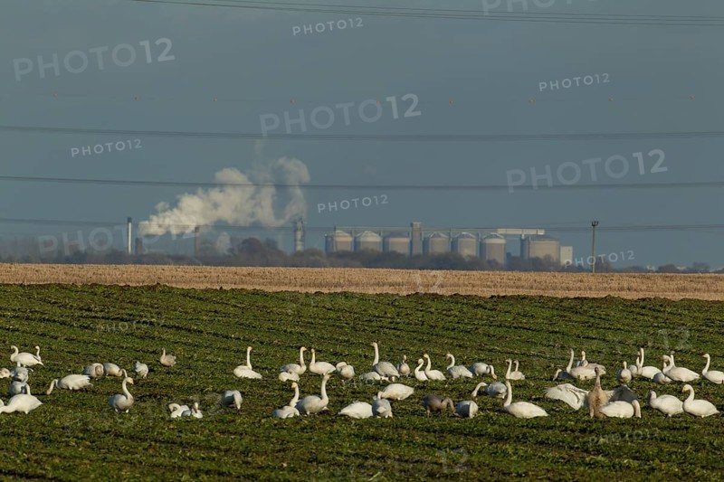Whooper swan (Cygnus cygnus) adult birds feeding in a harvested farmland sugar beet field with Wissington sugar factory in the background, Cambridgeshire, England, United Kingdom