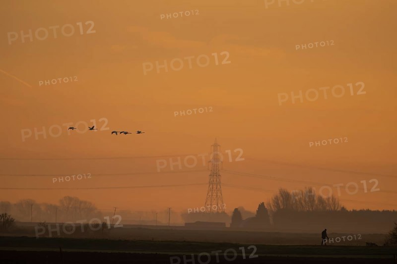 Whooper swan (Cygnus cygnus) six adult swans birds in flight with an electricity pylon and wires in the background silhouette at sunrise in winter, Cambridgeshire fens, England, United Kingdom