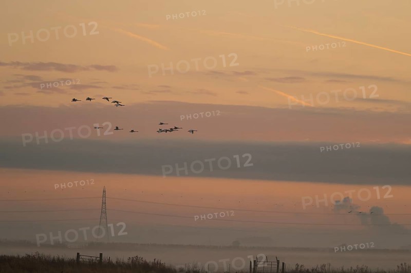 Whooper swan (Cygnus cygnus) adult swans birds in flight with an electricity pylon and wires in the background silhouette at sunrise in winter, Cambridgeshire fens, England, United Kingdo