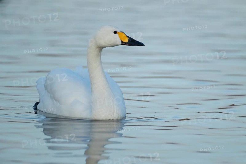 Bewick's Swan (Cygnus columbianus) adult bird on a lake in winter, England, United Kingdom