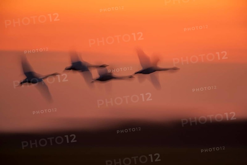 Whooper swan (Cygnus cygnus) four adult swans birds in a flock in flight silhouette at sunset in winter, Cambridgeshire, England, United Kingdom