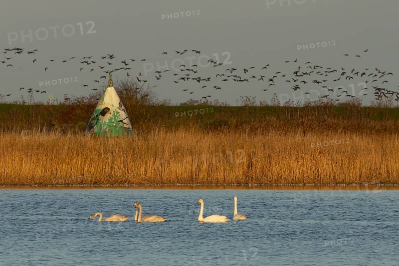 Whooper swan (Cygnus cygnus) five adult swans birds on a lake with a flock of Brent geese flying in the background, RSPB Frampton marsh nature reserve, Lincolnshire, England, United Kingdom