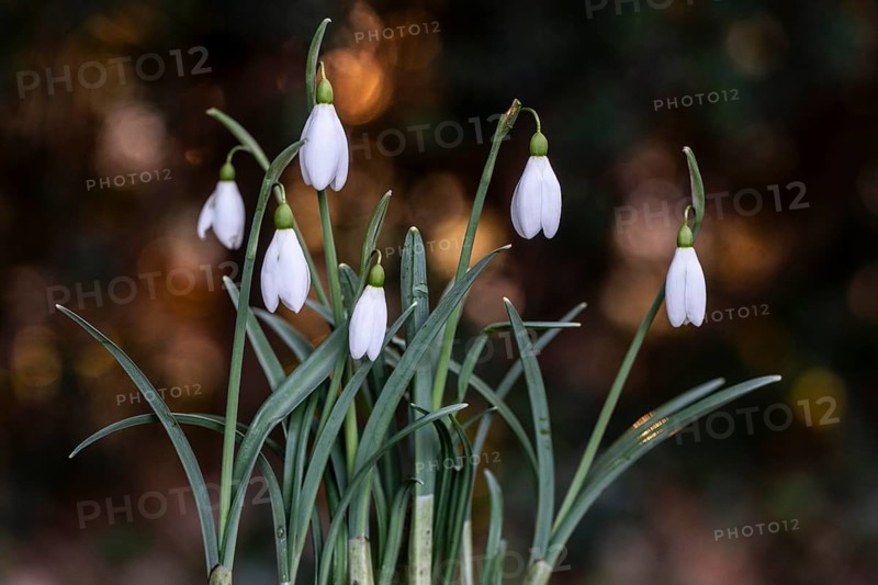 Snowdrop (Galanthus nivalis), Rmsland, Lower Saxony, Germany